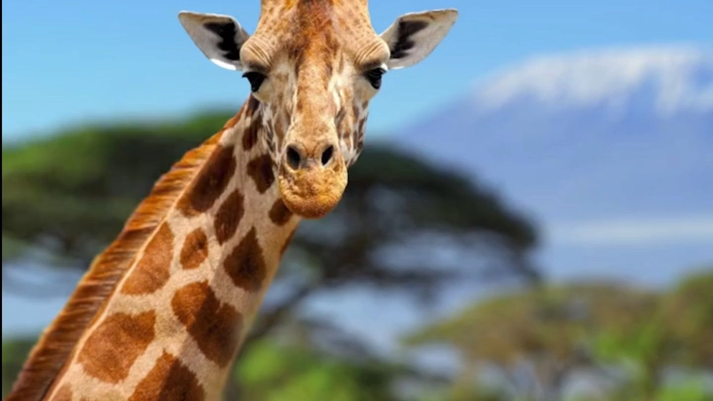 盘点各种动物世界之最！