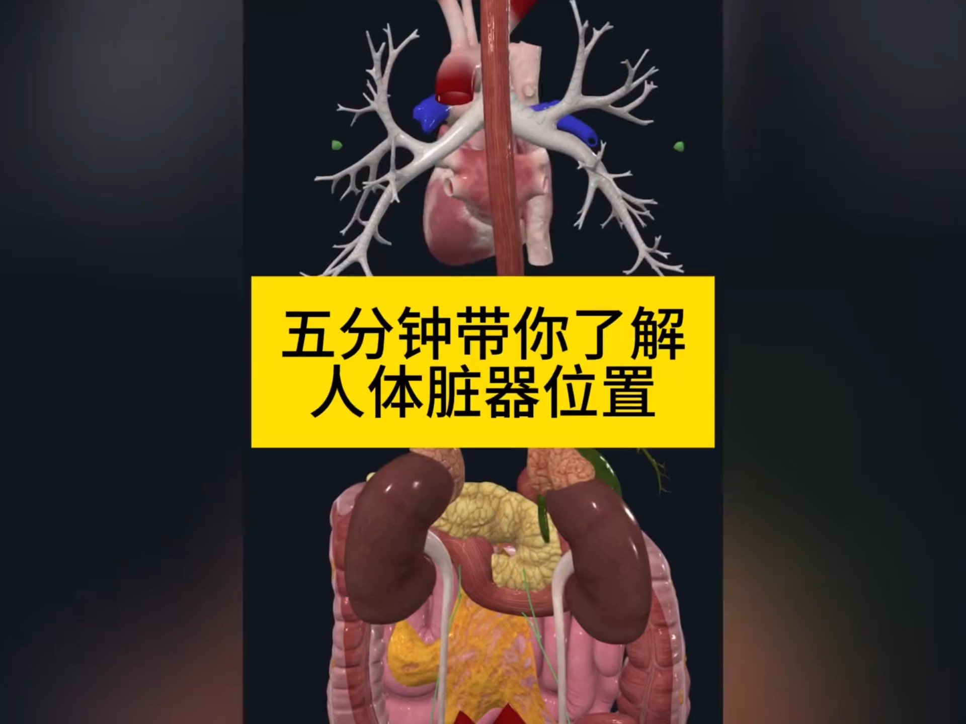 一张图看懂人体脏器分布 原来心肝脾肺肾都藏在这儿 别瞎按！找准脏器位置再养生 了解脏器位置，给身体“定个位”