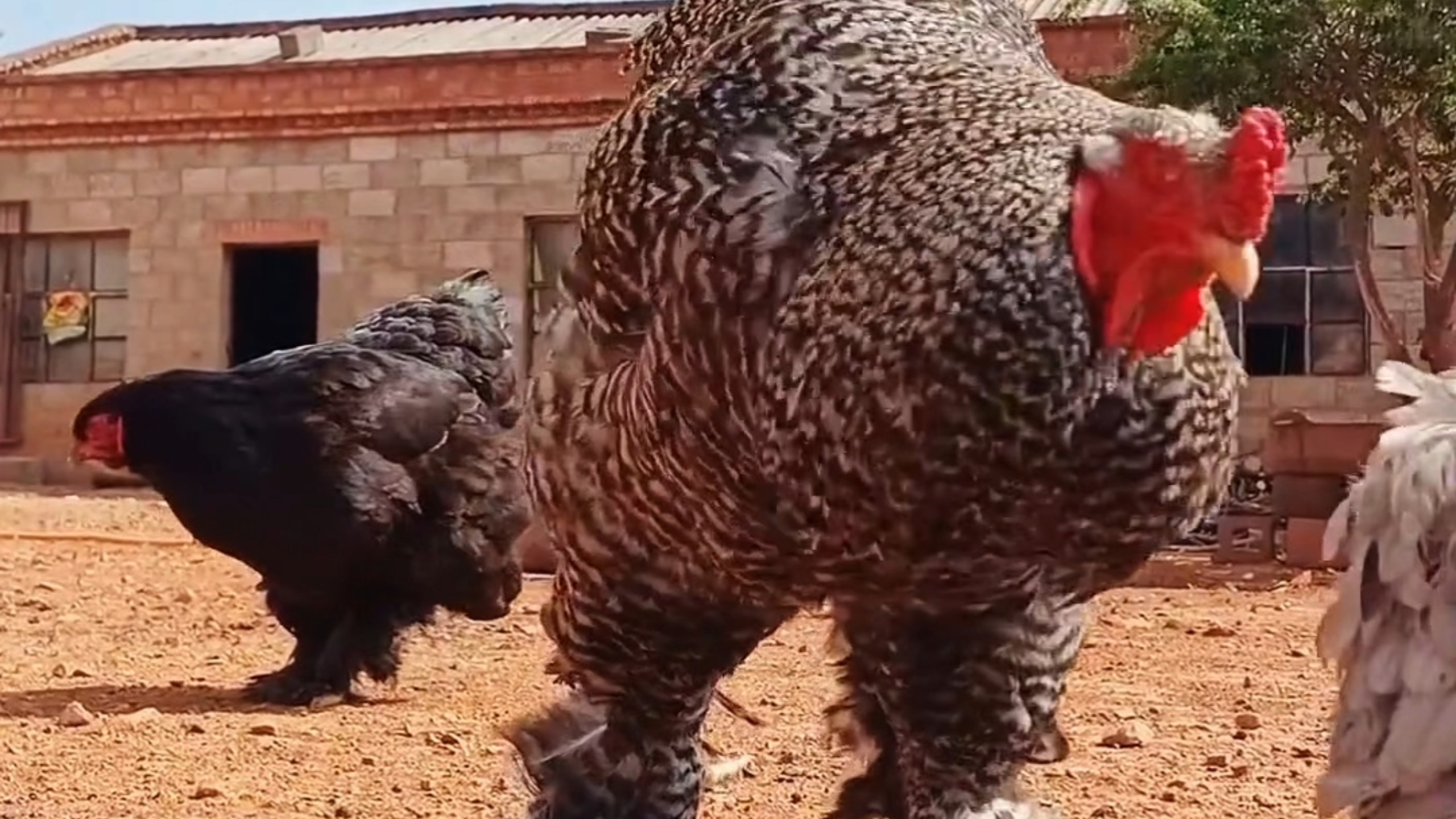 今天来看看那些世界之最