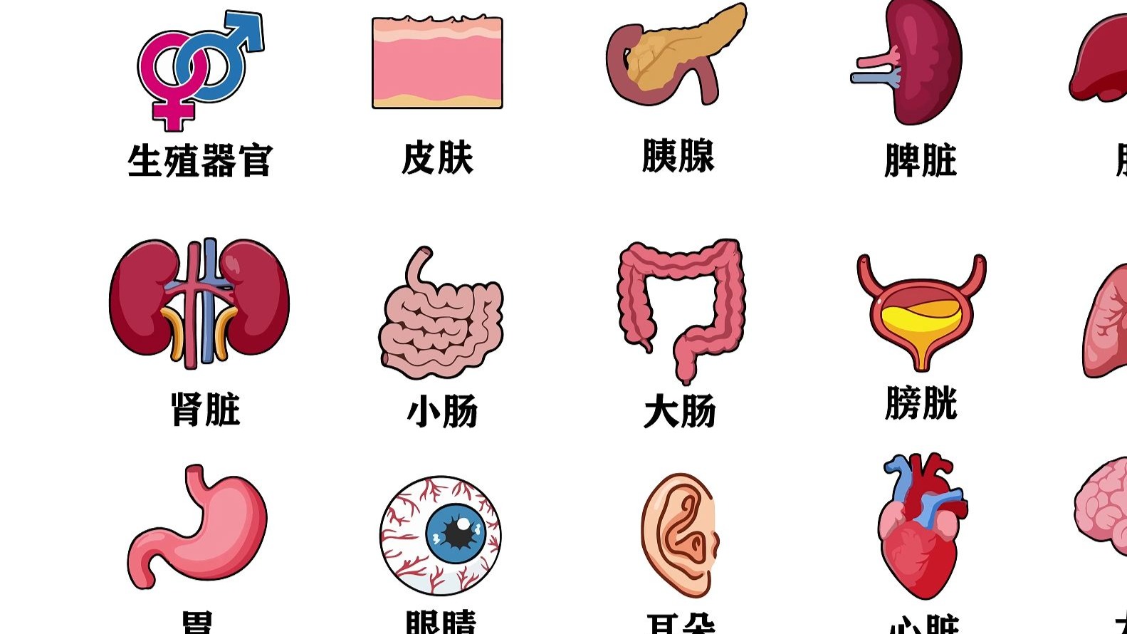 3分钟介绍人体的每一种器官