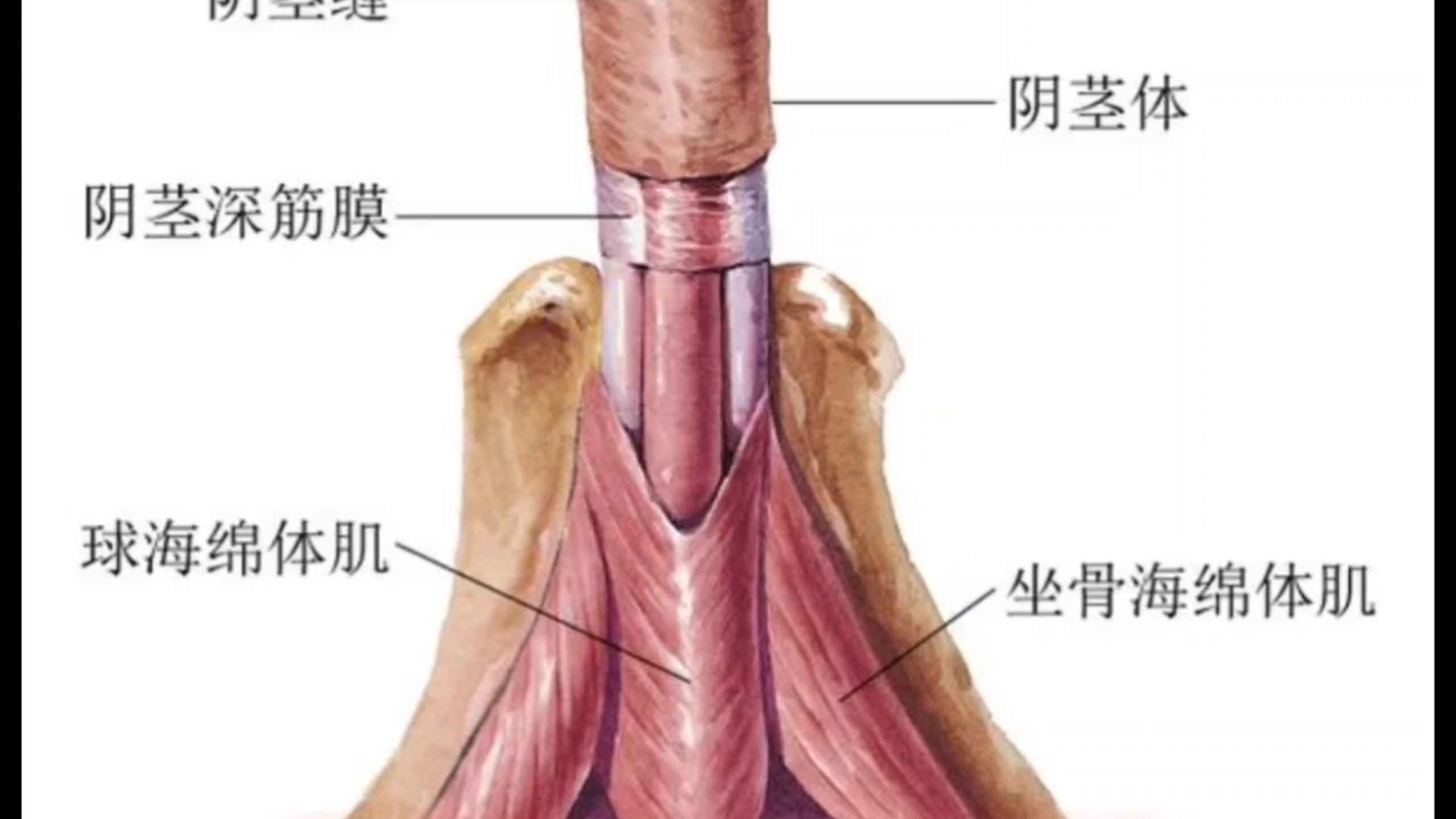 人类阴茎解剖与功能解说