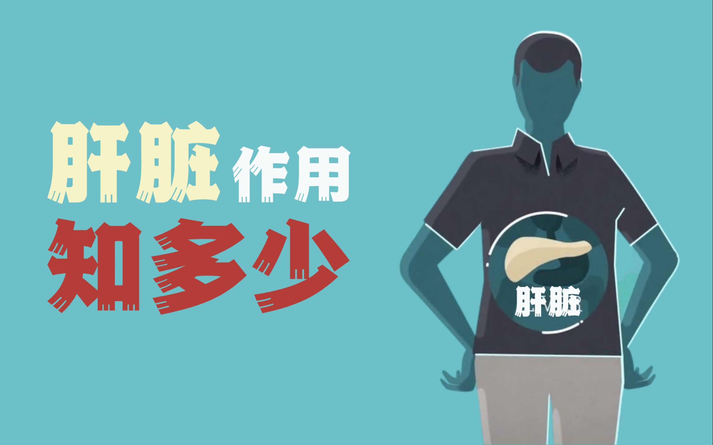 人体器官科普系列--肝脏！效率最高的工厂！