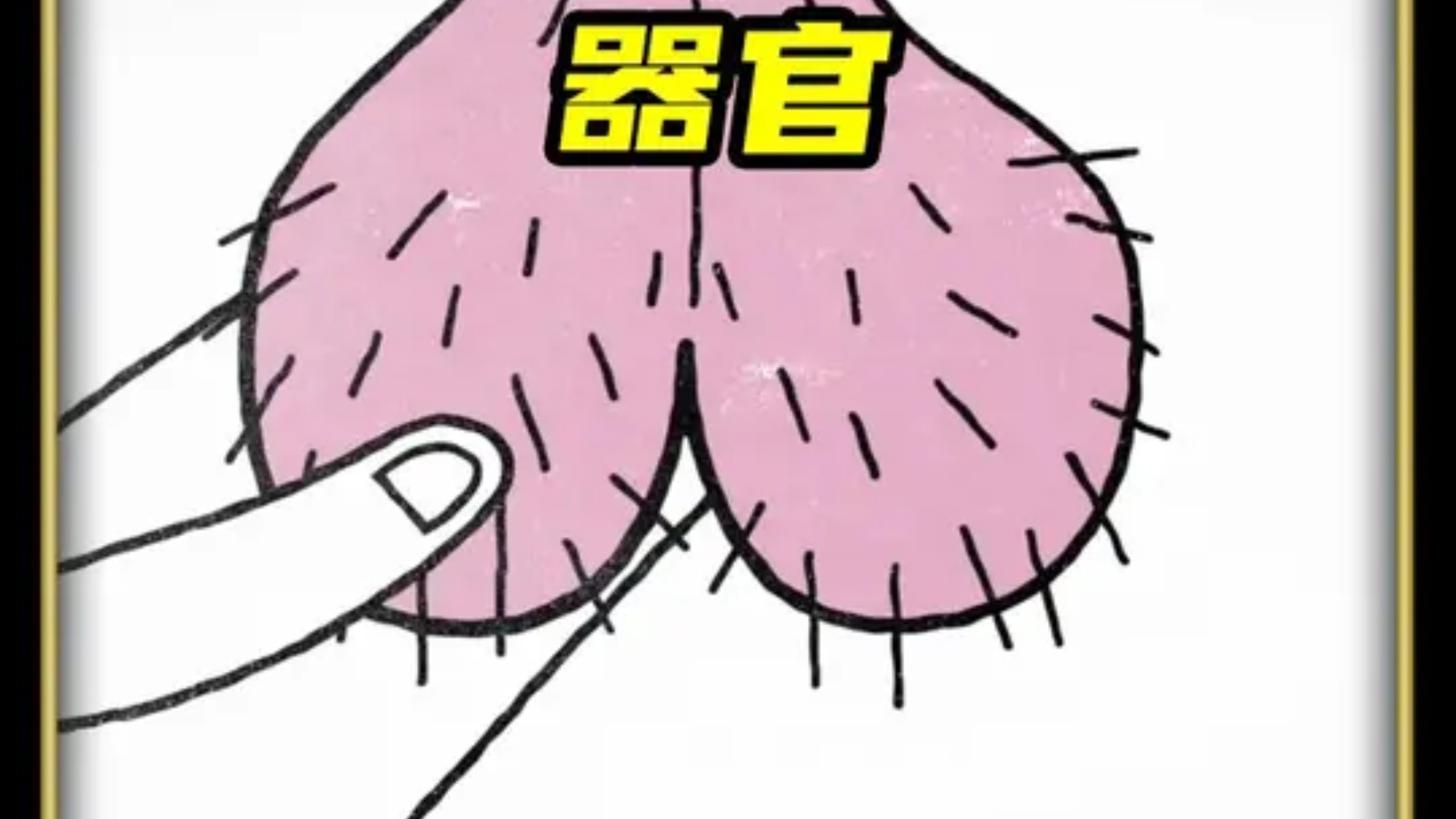 这些人体器官即使失去一半仍能正常生存