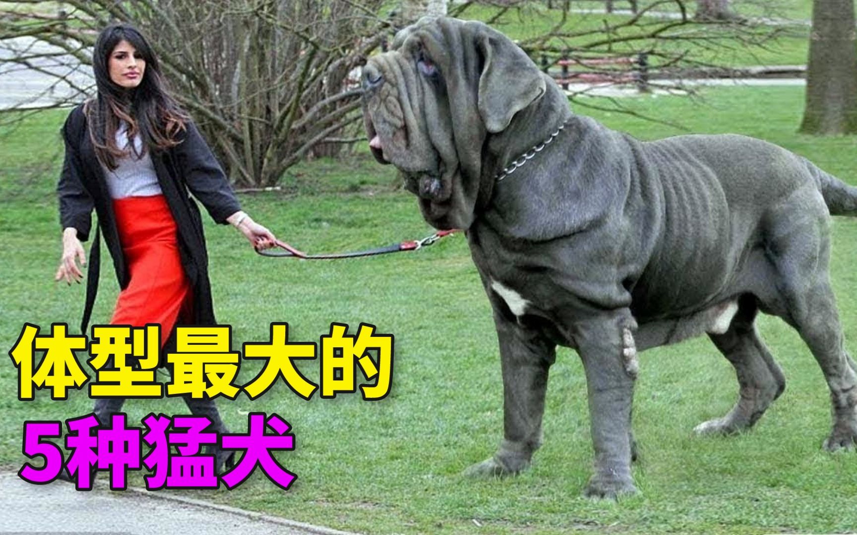 全球体型最大的五种犬类,藏獒亦难匹敌