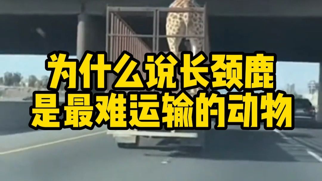 长颈鹿运输到底有多难?这个冷知识看完我服了